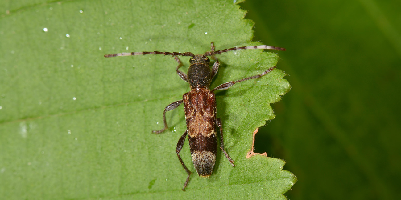 Cerambycidae:  Anaglyptus gibbosus?   S !